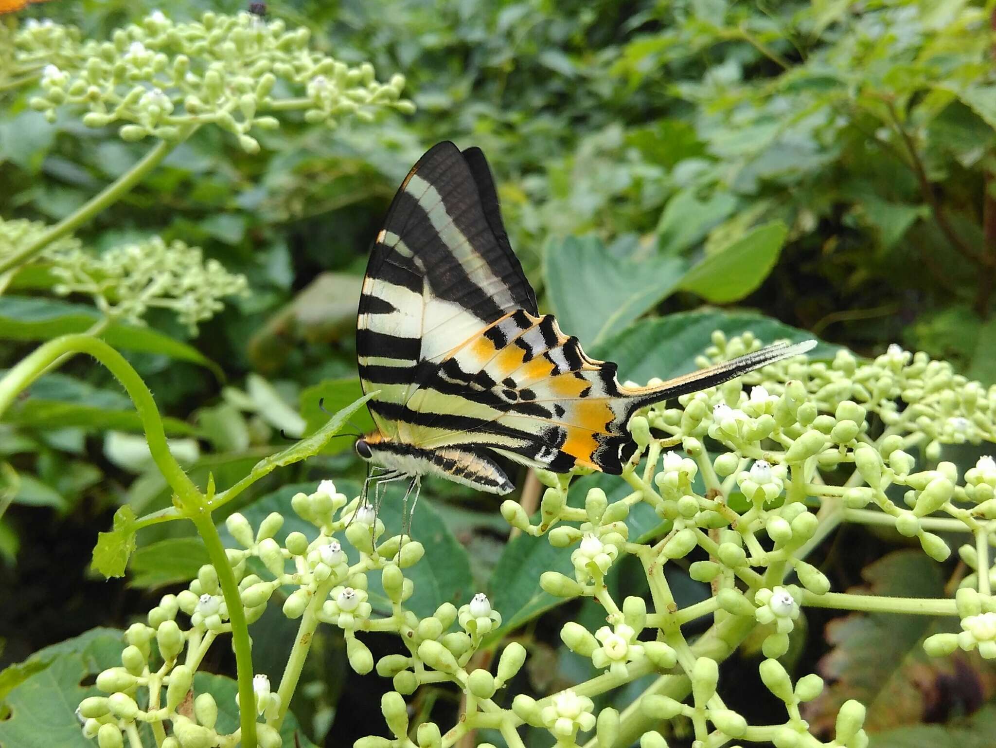 Image of Andamans Swordtail