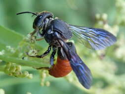 Image of Euaspis basalis (Ritsema 1874)