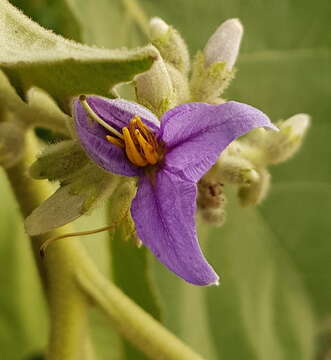 Image of Solanum mitlense Dun.