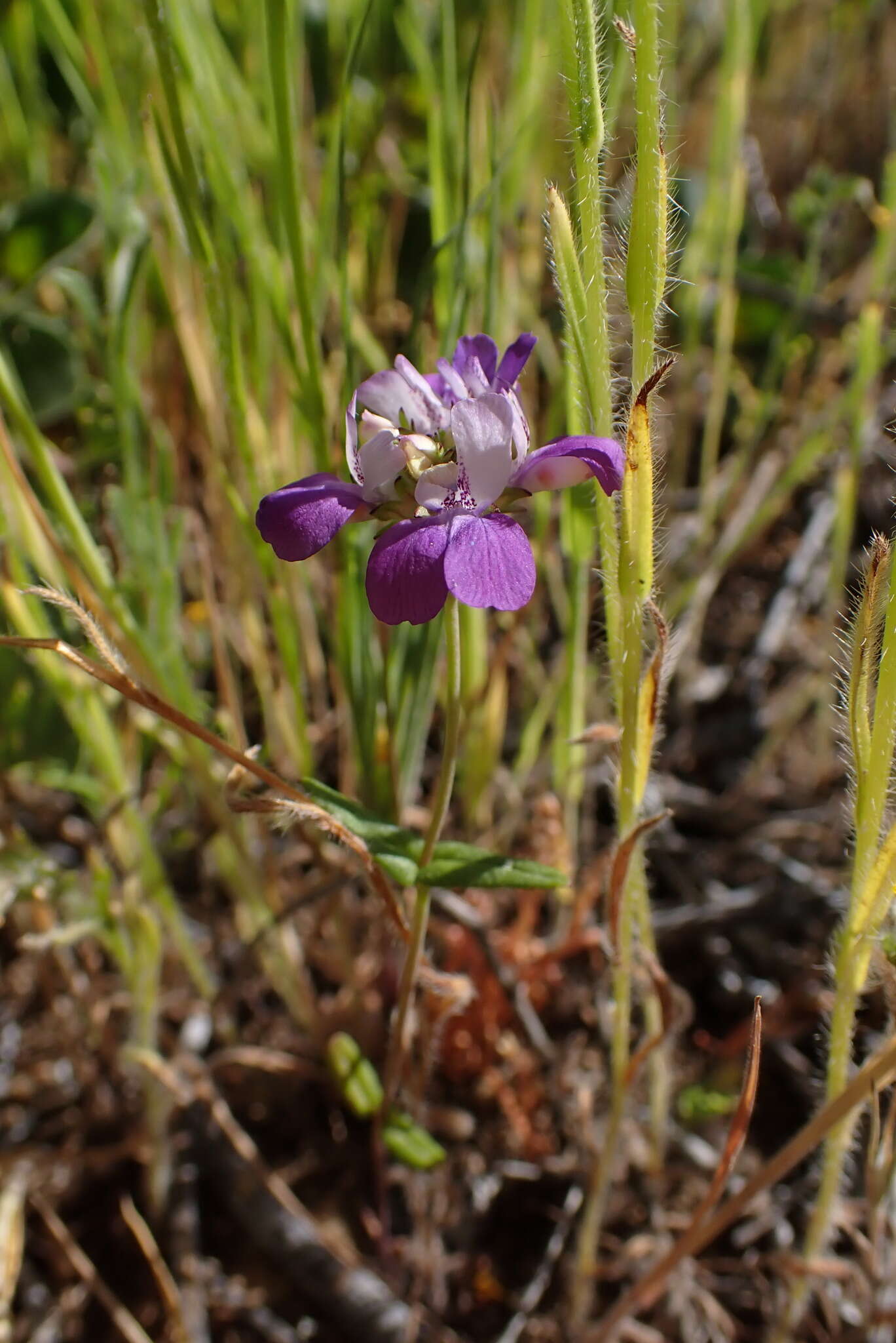 صورة Collinsia concolor Greene.