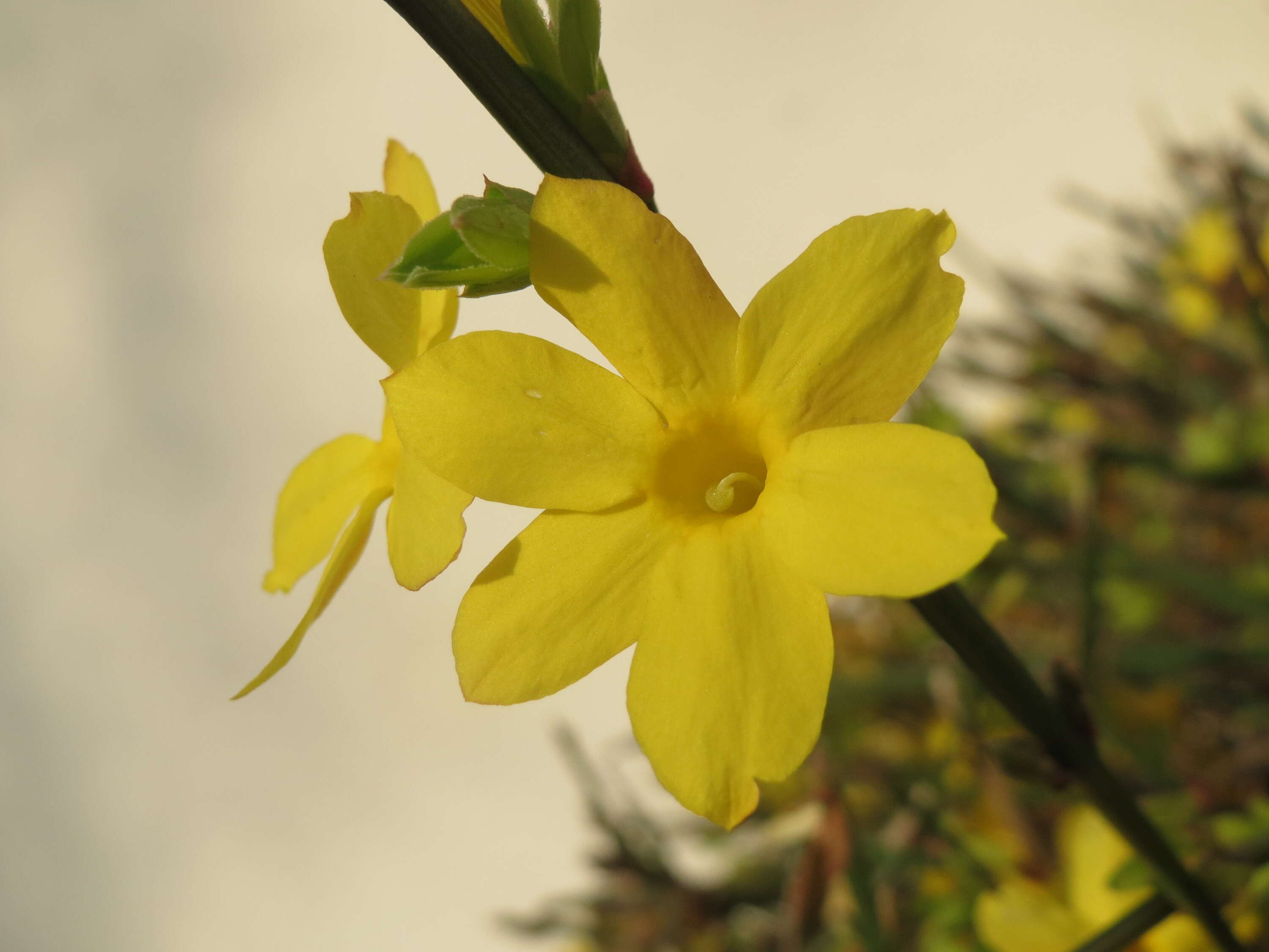 Image of winter jasmine