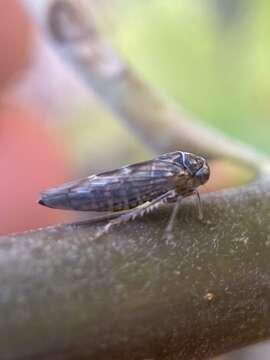 Image of Leafhopper