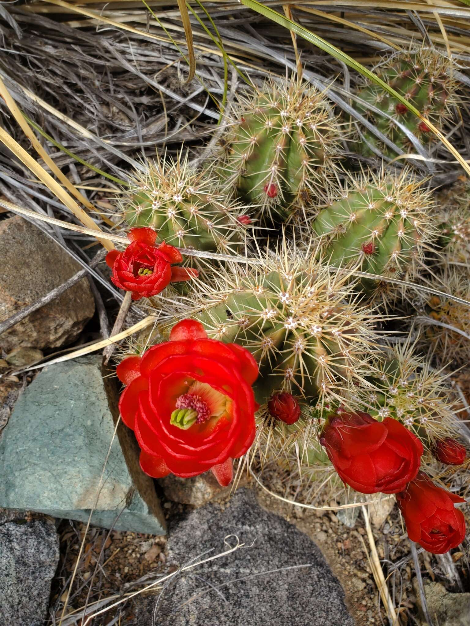 Image of Echinocereus arizonicus subsp. nigrihorridispinus