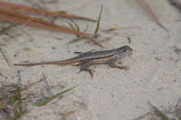 Image of Florida Scrub Lizard