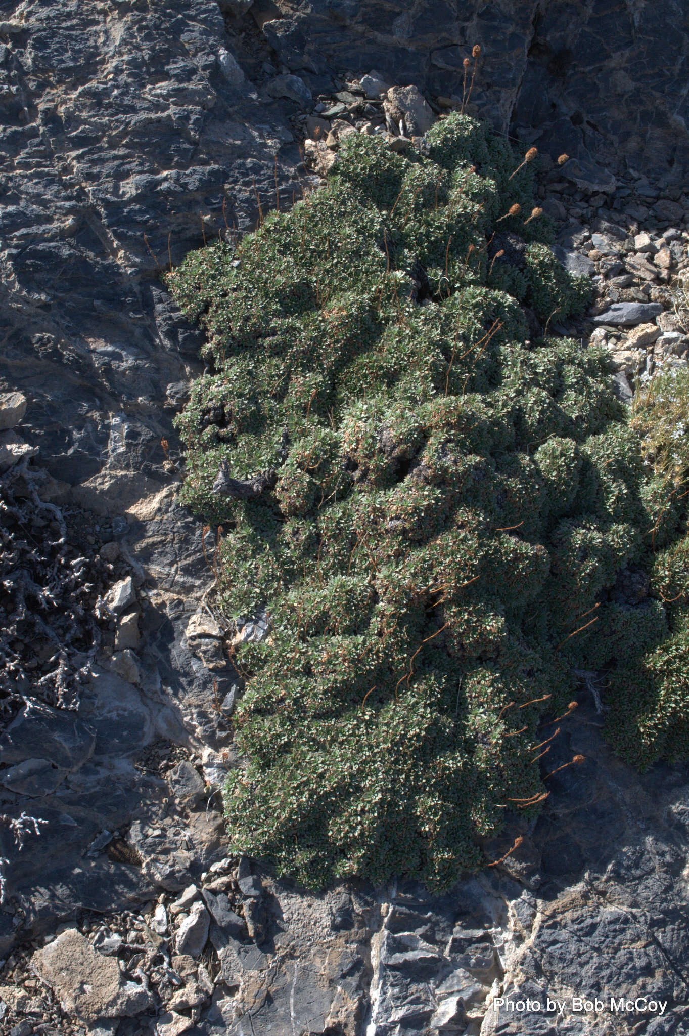 Image of mat rockspirea