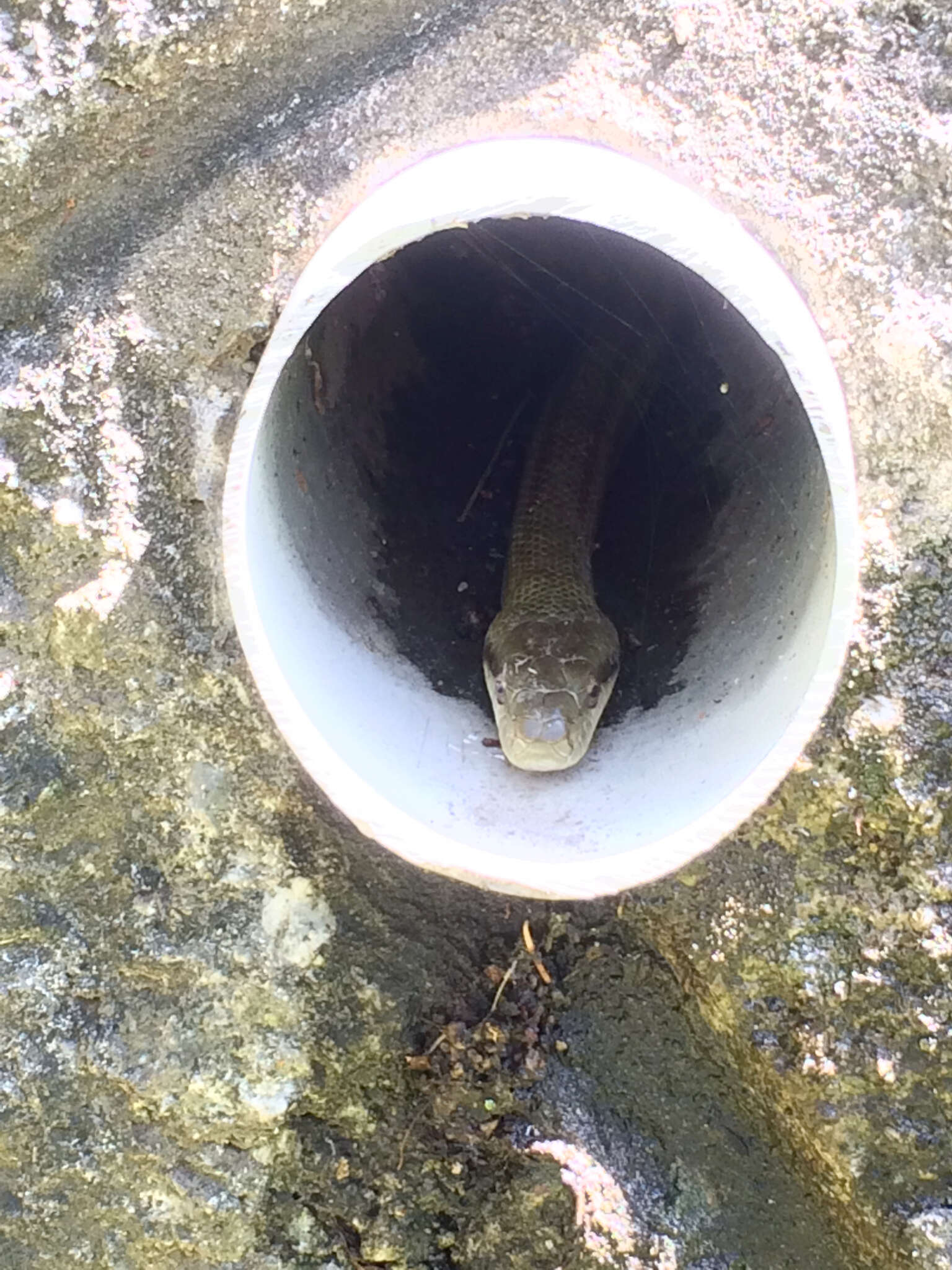 Image of Japanese Rat Snake