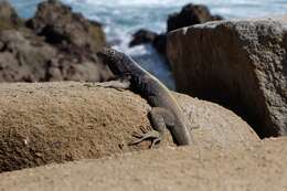 Image of Four-banded Pacific Iguana