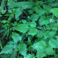 Image of Bidens ocellatus (Greenm.) T. E. Melchert