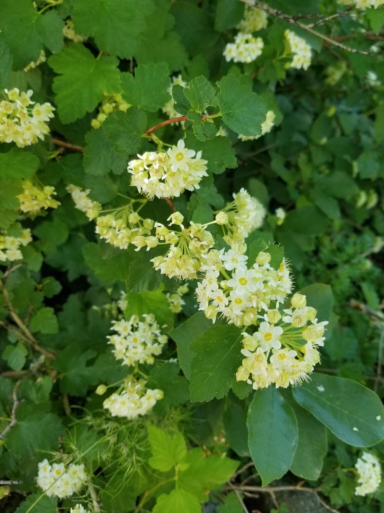 Plancia ëd Physocarpus malvaceus (Greene) Kuntze