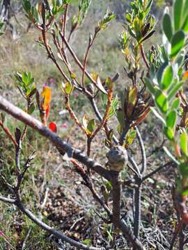 Image of Leucadendron stelligerum I. Williams