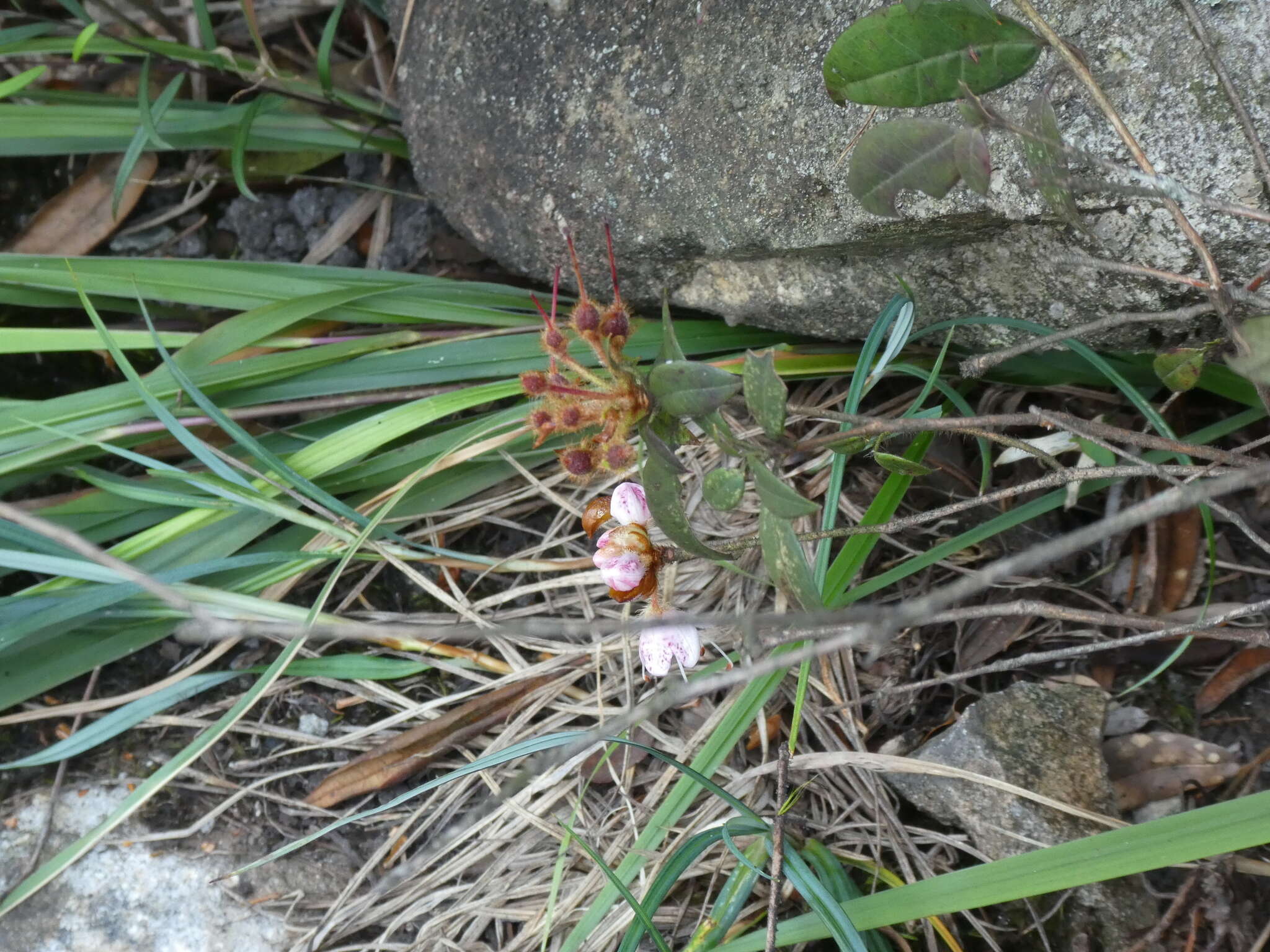 Image of Rhododendron rhuyuenense Chun ex Tam