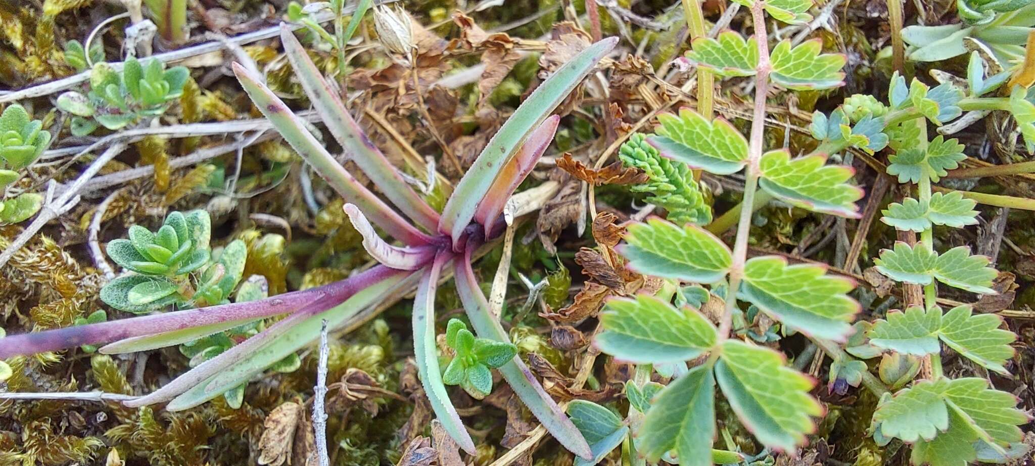 Слика од Dianthus gallicus Pers.