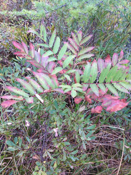 Image of Rhus glabra L.