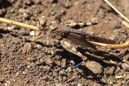 Image of Trimerotropis occidentiloides Rentz, D. C. F. & Weissman 1981