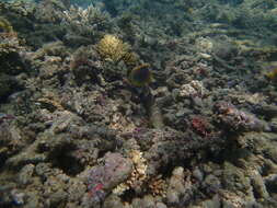 Image of Golden Butterflyfish