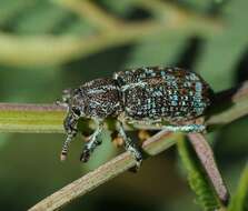 Image of Chrysolopus spectabilis (Fabricius & J. C. 1775)