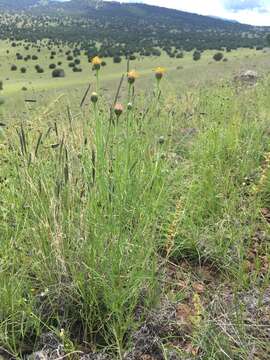 Image of Wright's dogweed