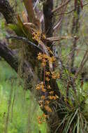 Image of spotted mule-ear orchid