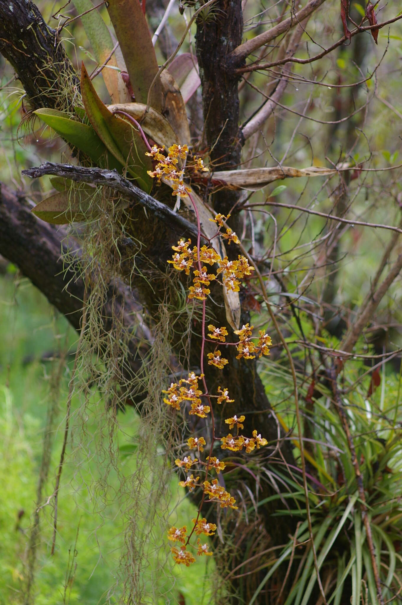 Image of spotted mule-ear orchid