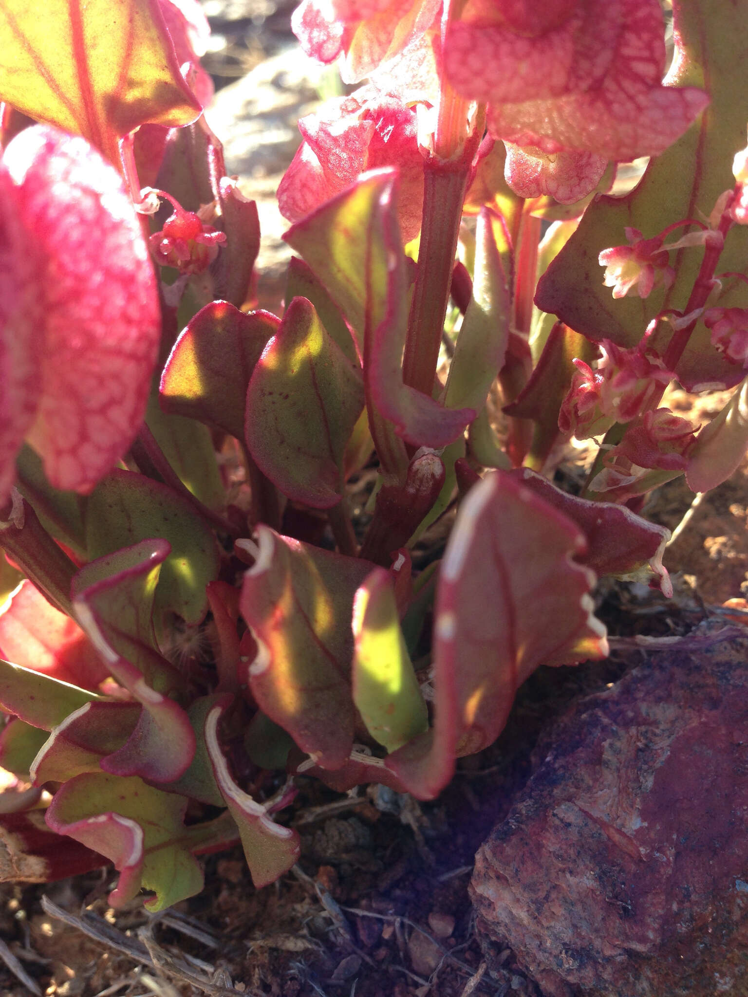 Rumex vesicarius L. resmi