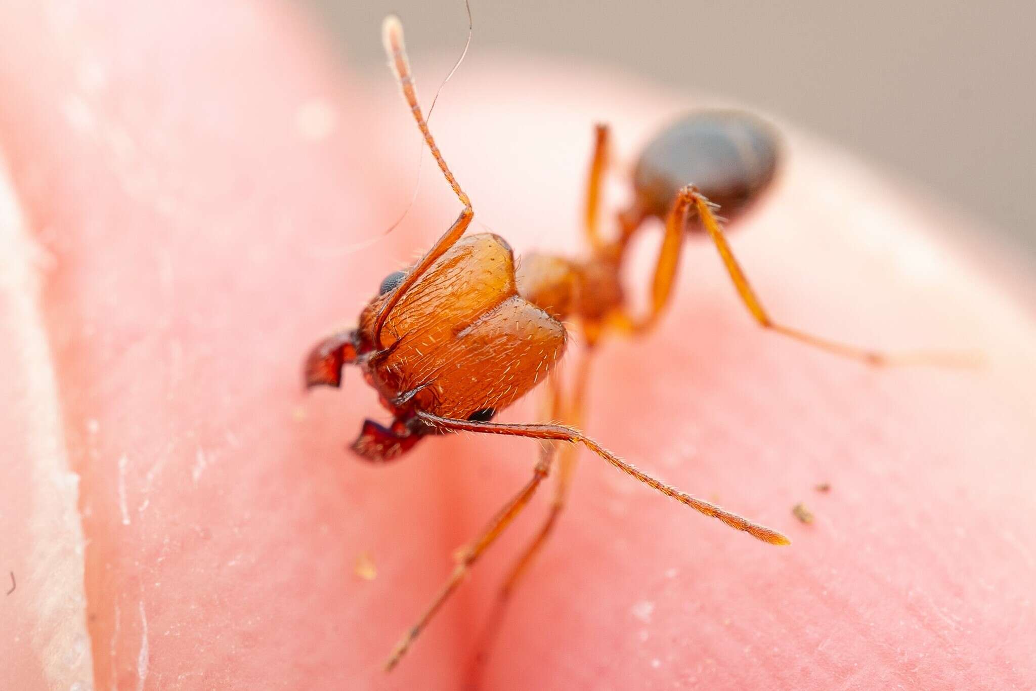 Image de Pheidole desertorum Wheeler 1906