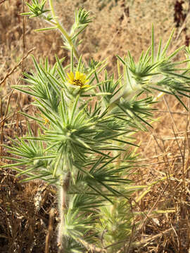 Image of Fitches Spikeweed