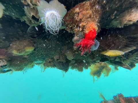 Image of armoured sea cucumber