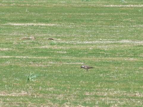 Image of American Golden Plover