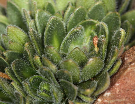 صورة Draba californica (Jeps.) Rollins & R. A. Price