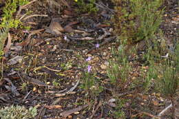 Imagem de Caladenia major (R. Br.) Rchb. fil.