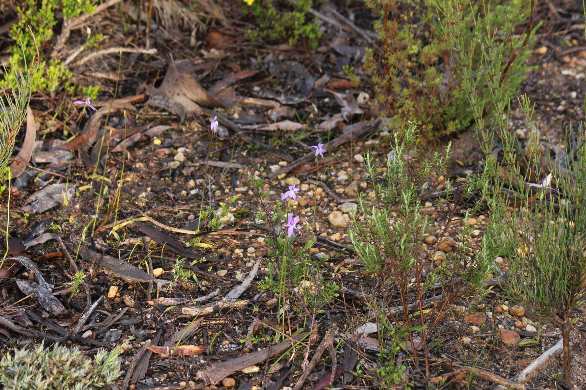 Imagem de Caladenia major (R. Br.) Rchb. fil.