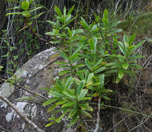 Image of Veronica saxicola (de Lange) Heenan