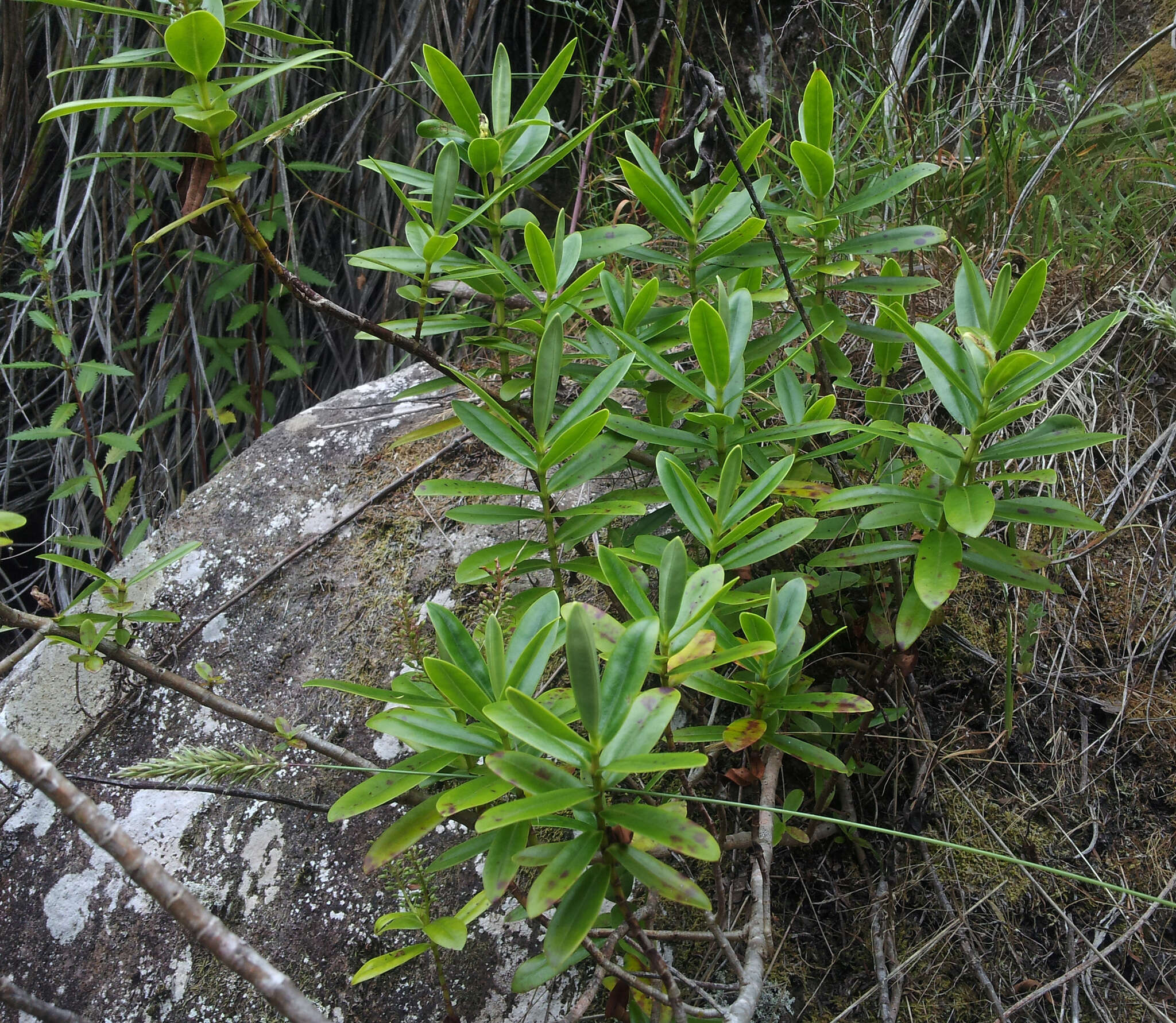 Sivun Veronica saxicola (de Lange) Heenan kuva