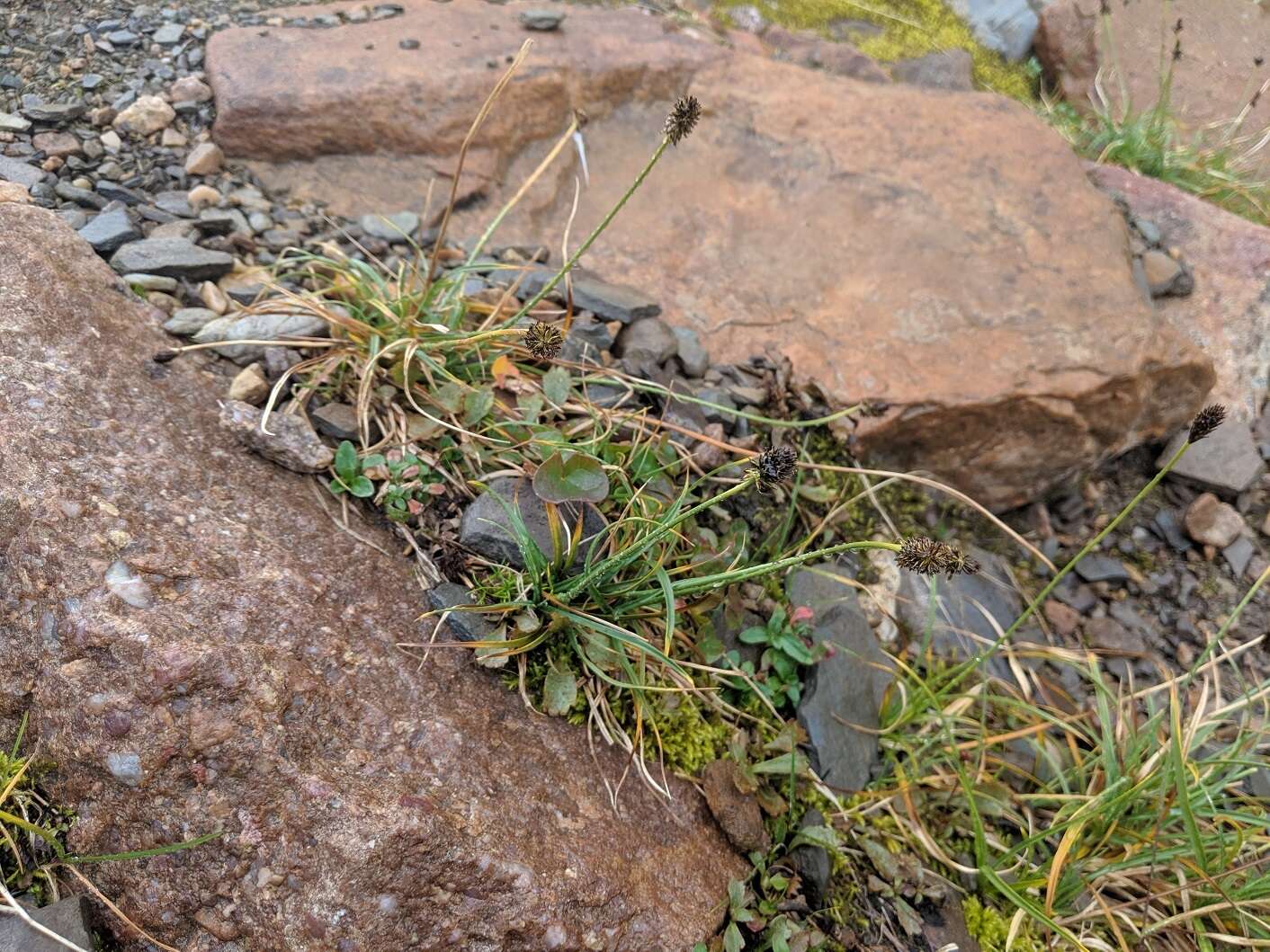 Image of black alpine sedge