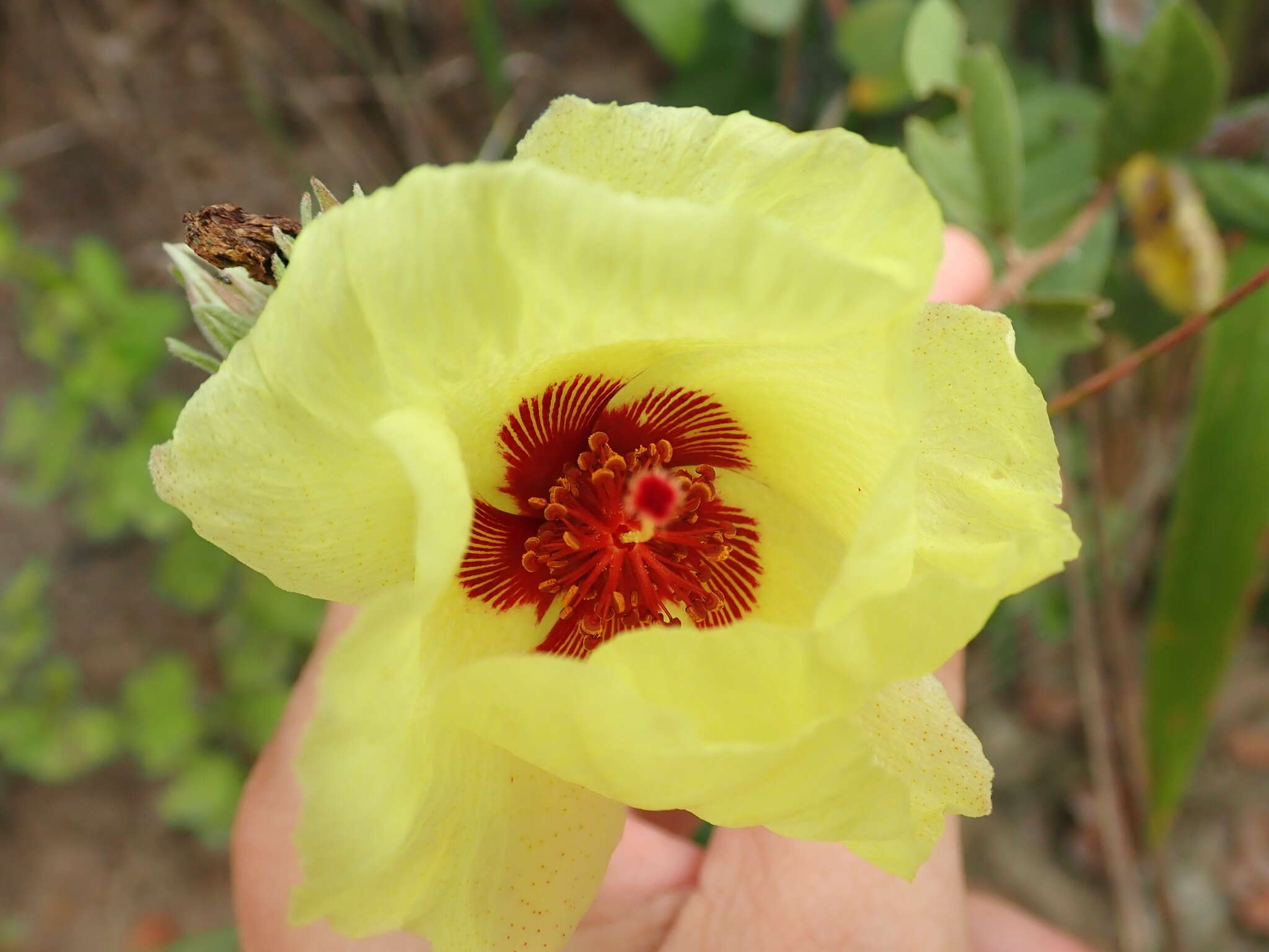 Image of Cienfuegosia affinis (Kunth) Hochr.