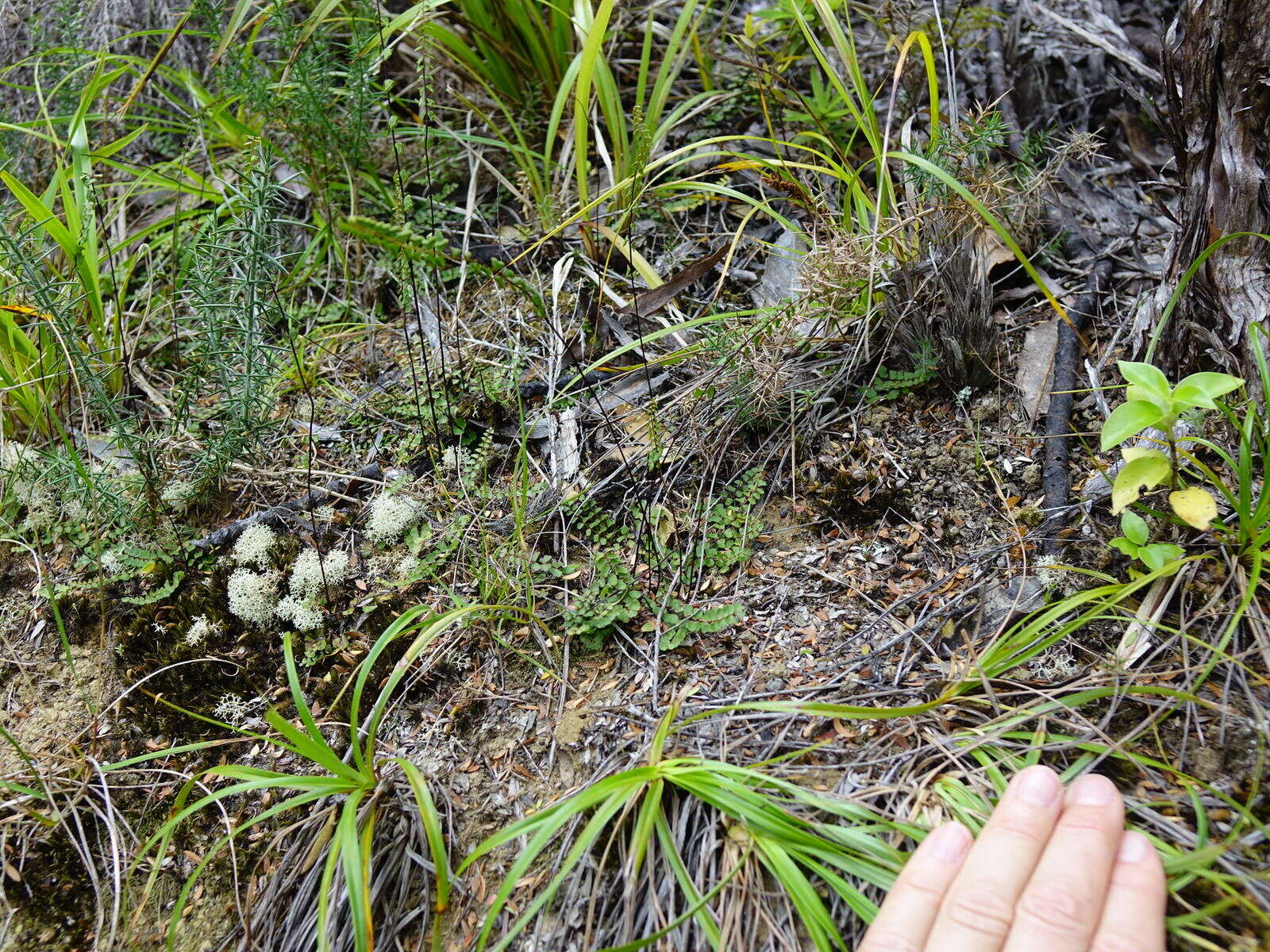 Image of Lindsaea linearis Sw.