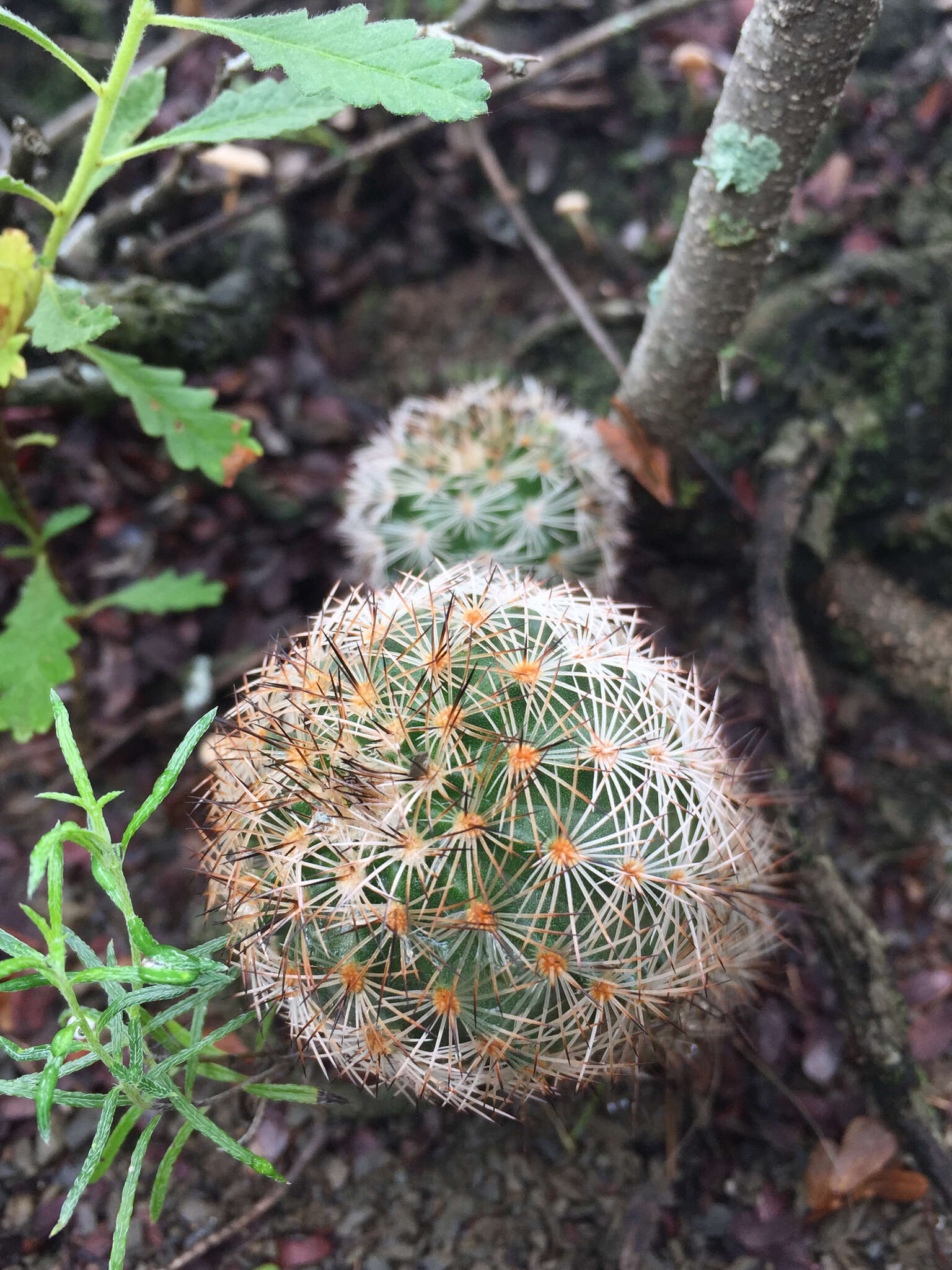 Image of Bailey's Hedgehog Cactus