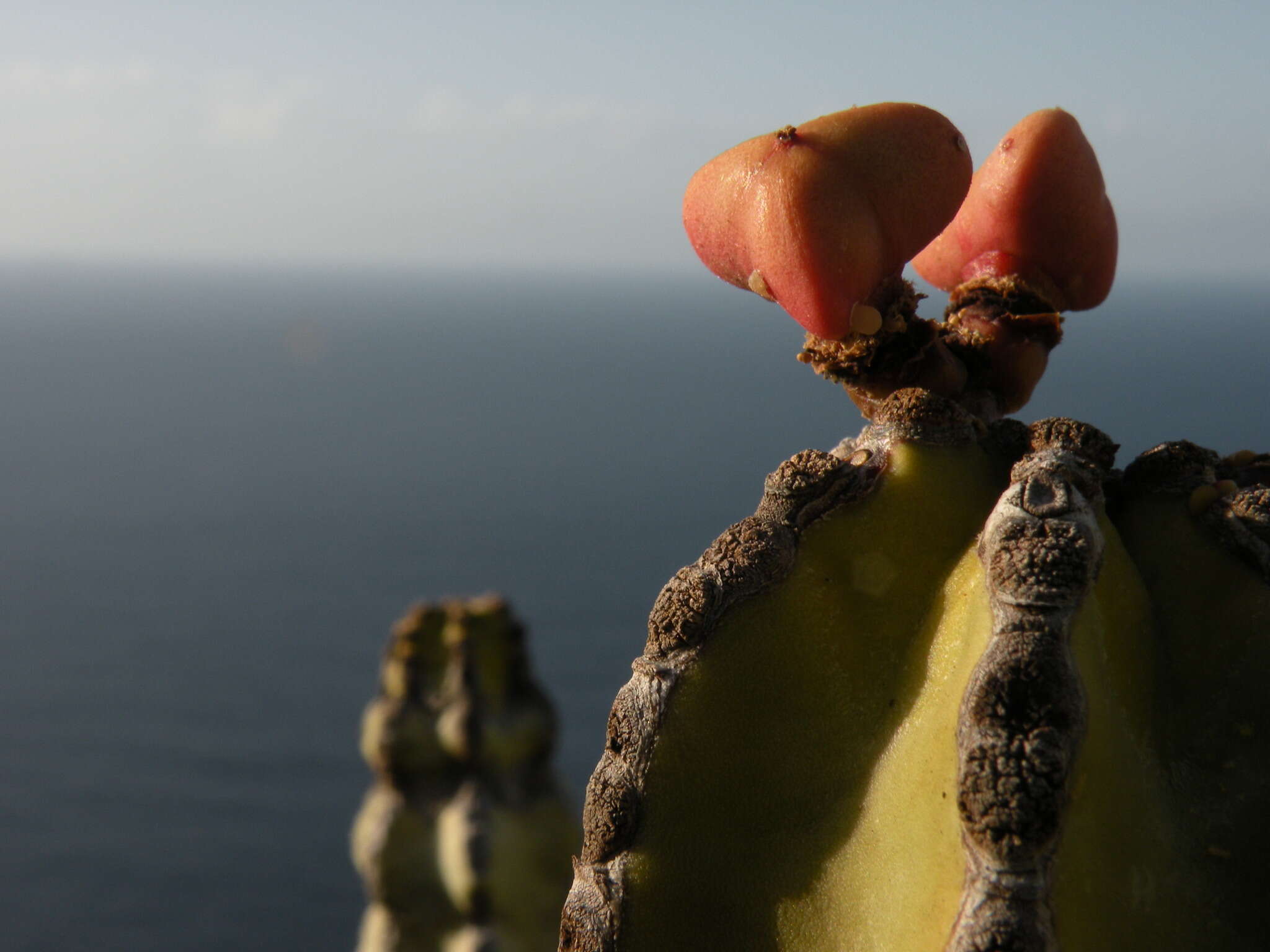 Imagem de Euphorbia canariensis L.