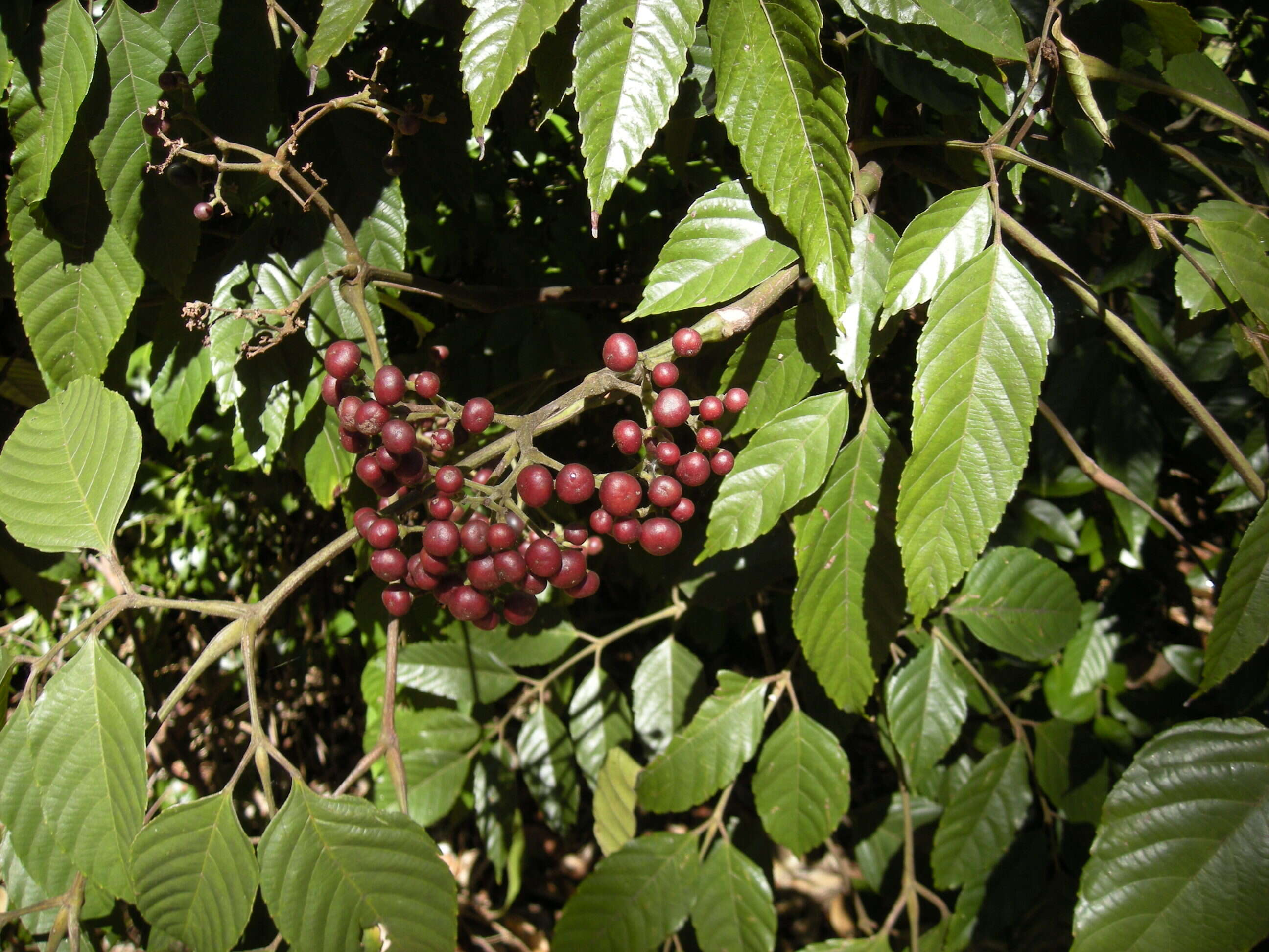 Image of bandicoot-berry