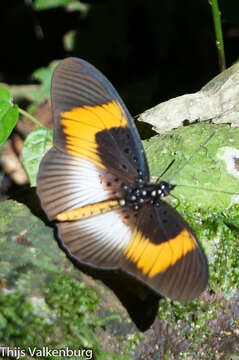 Image of <i>Pseudacraea eurytus</i>