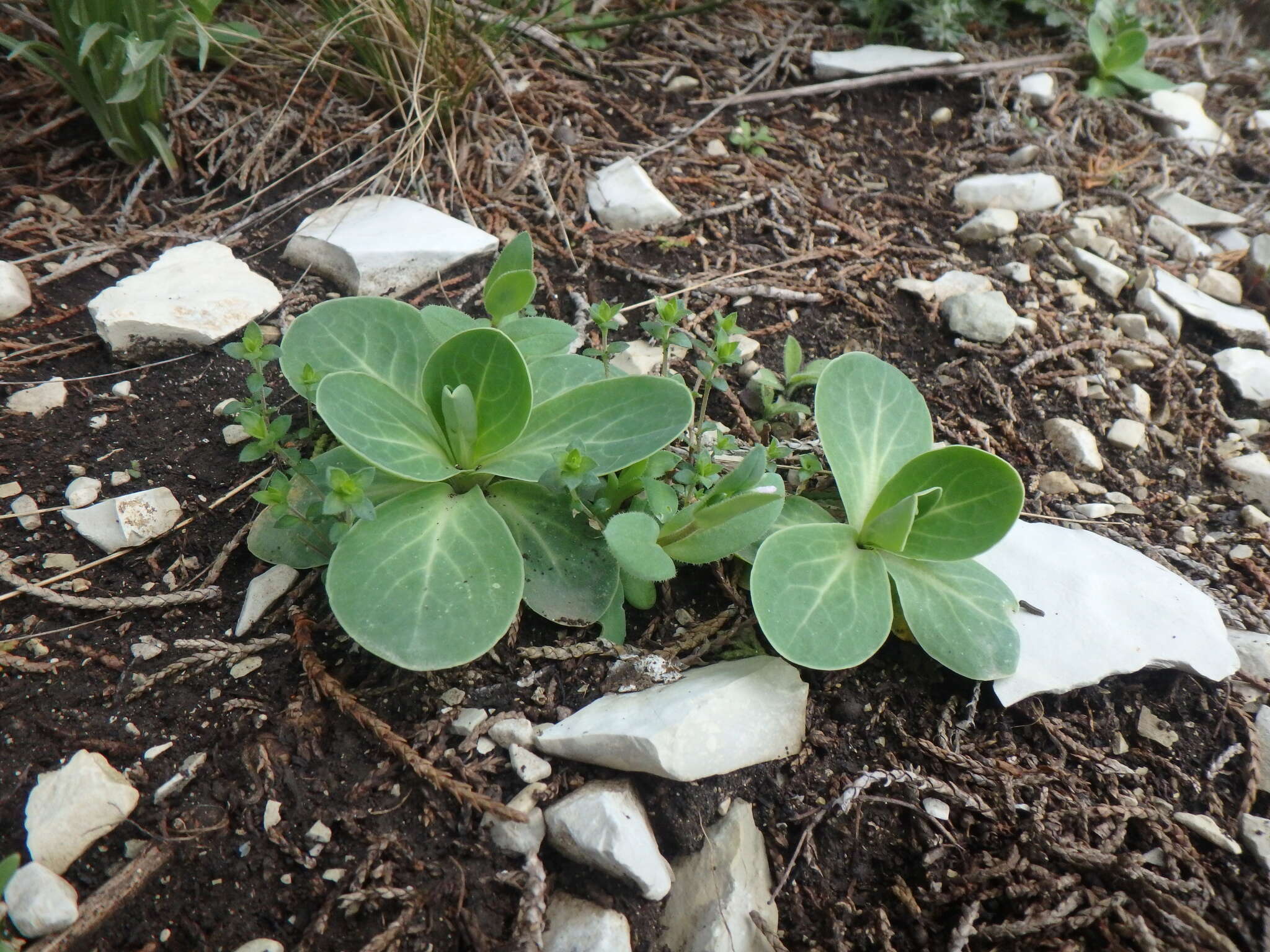 Image of Hylotelephium caucasicum (Grossh.) H. Ohba