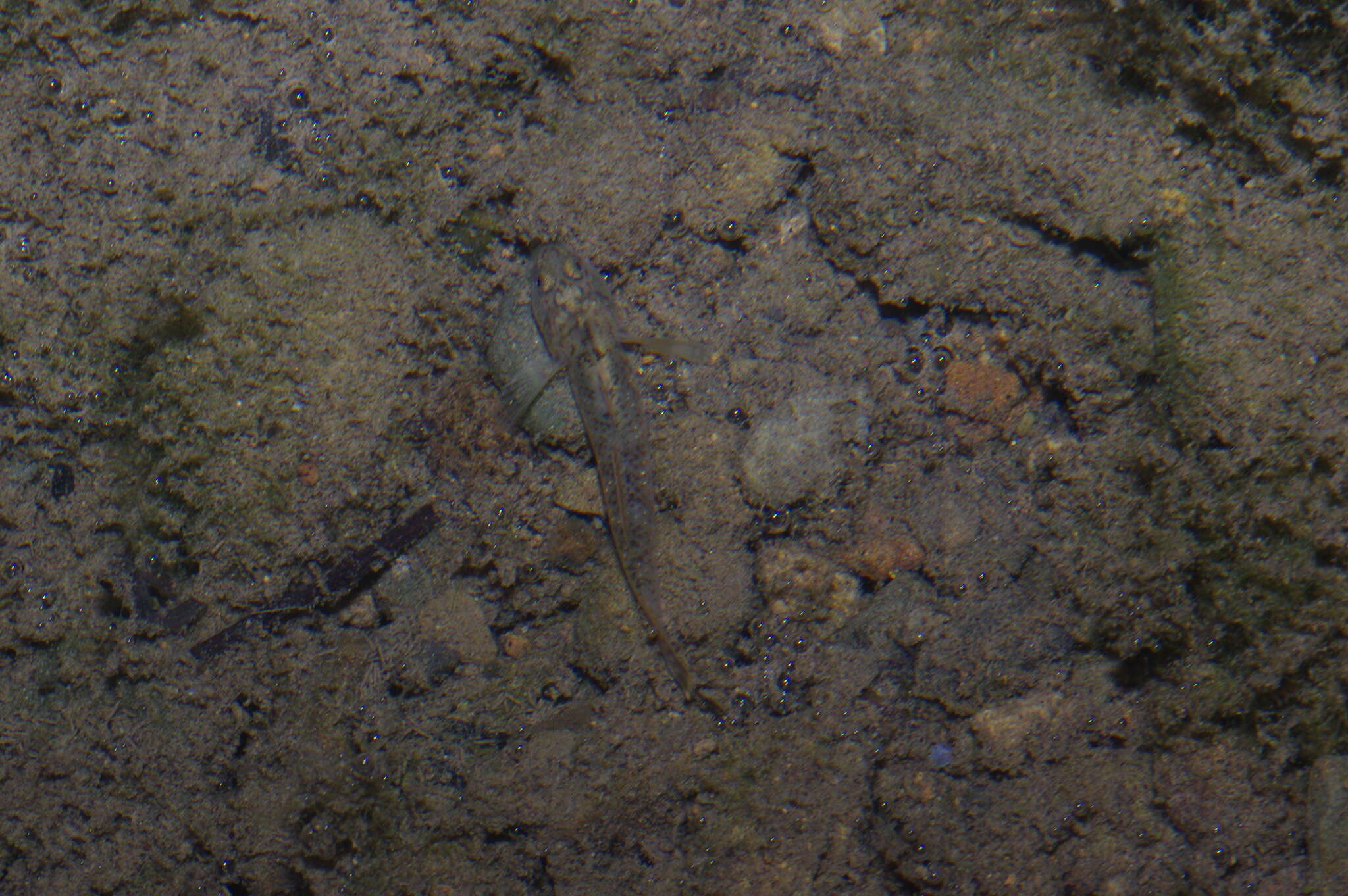 صورة Rhinogobius rubromaculatus Lee & Chang 1996