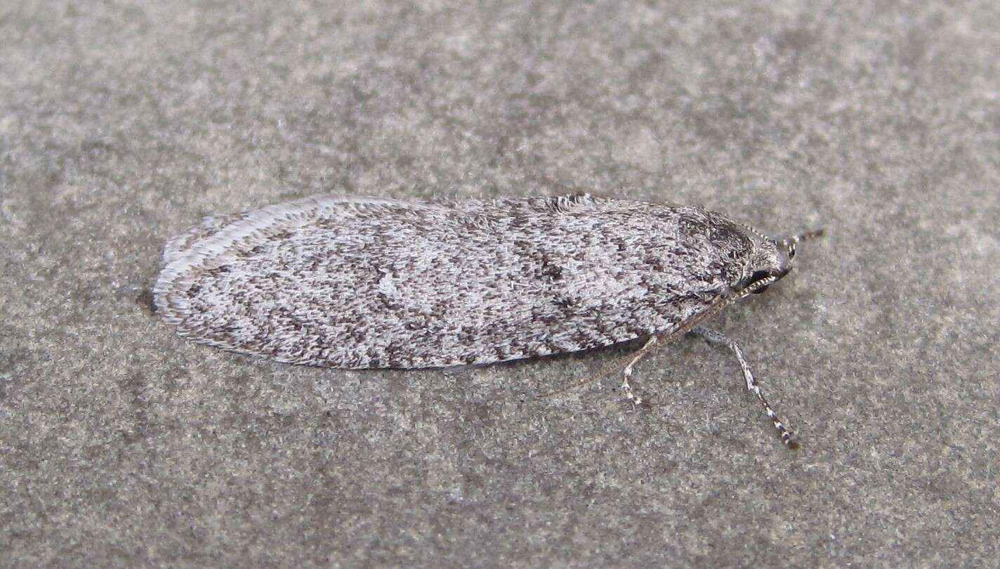 Image of Dull Flatbody Moth