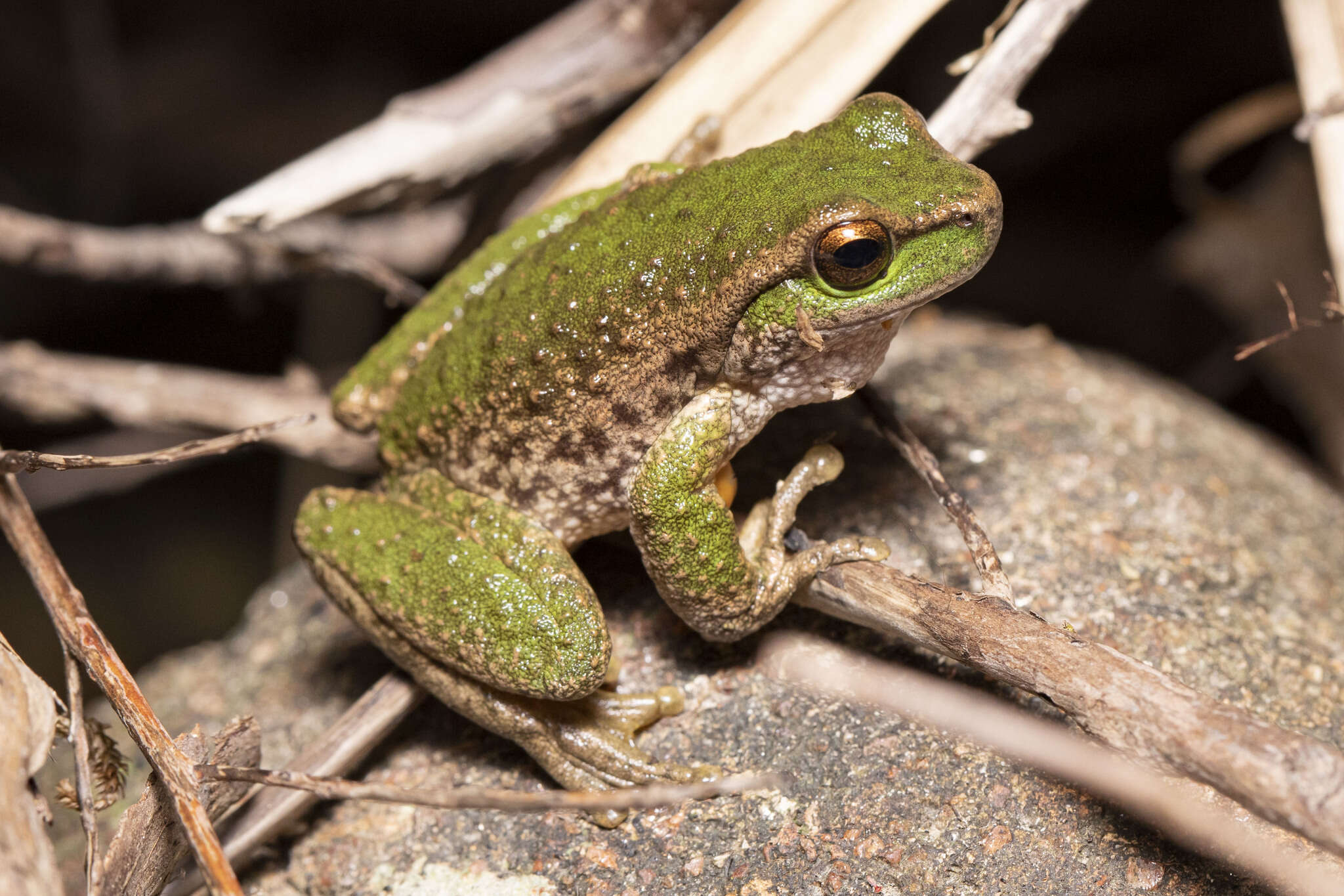 Image of Spencer’s River Tree Frog