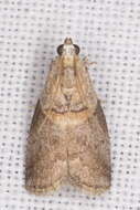 Image of pecan leaf casebearer