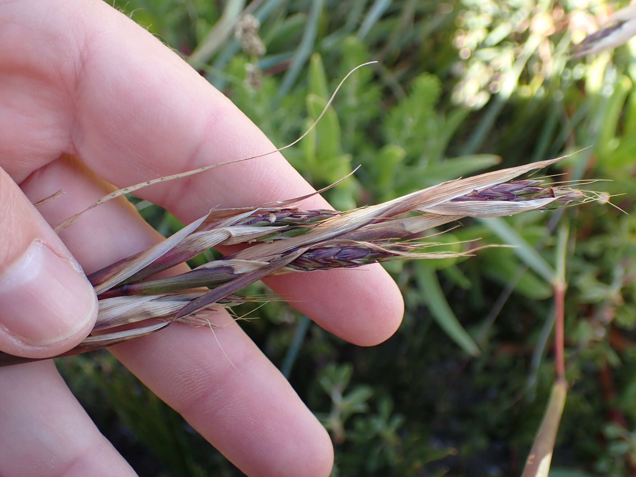 Sivun Cymbopogon marginatus (Steud.) Stapf ex Burtt Davy kuva