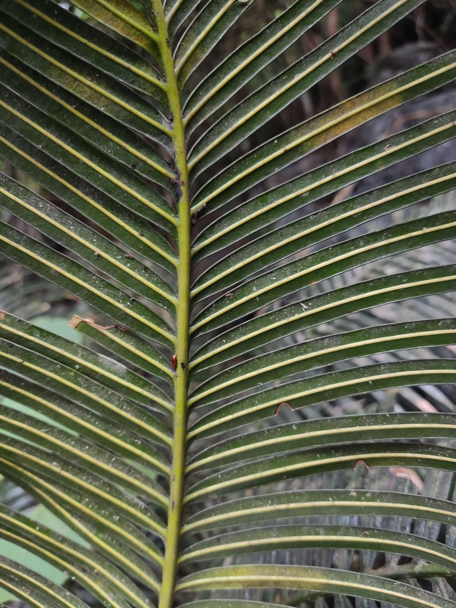 Image of Cycad