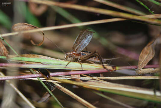 صورة Xenogryllus marmoratus (Haan 1844)