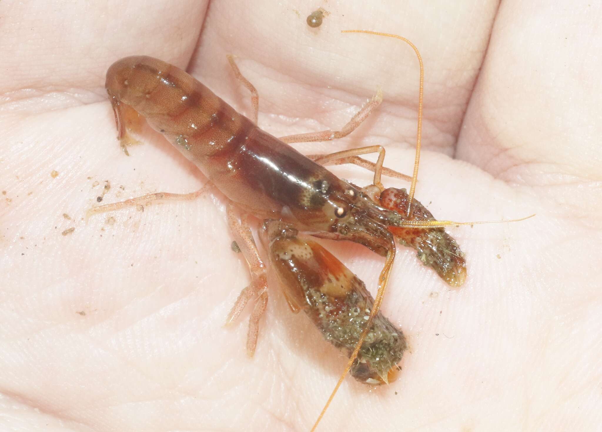 Image of twistclaw pistol shrimp