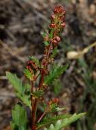 Image of Haloragis odontocarpa F. Müll.